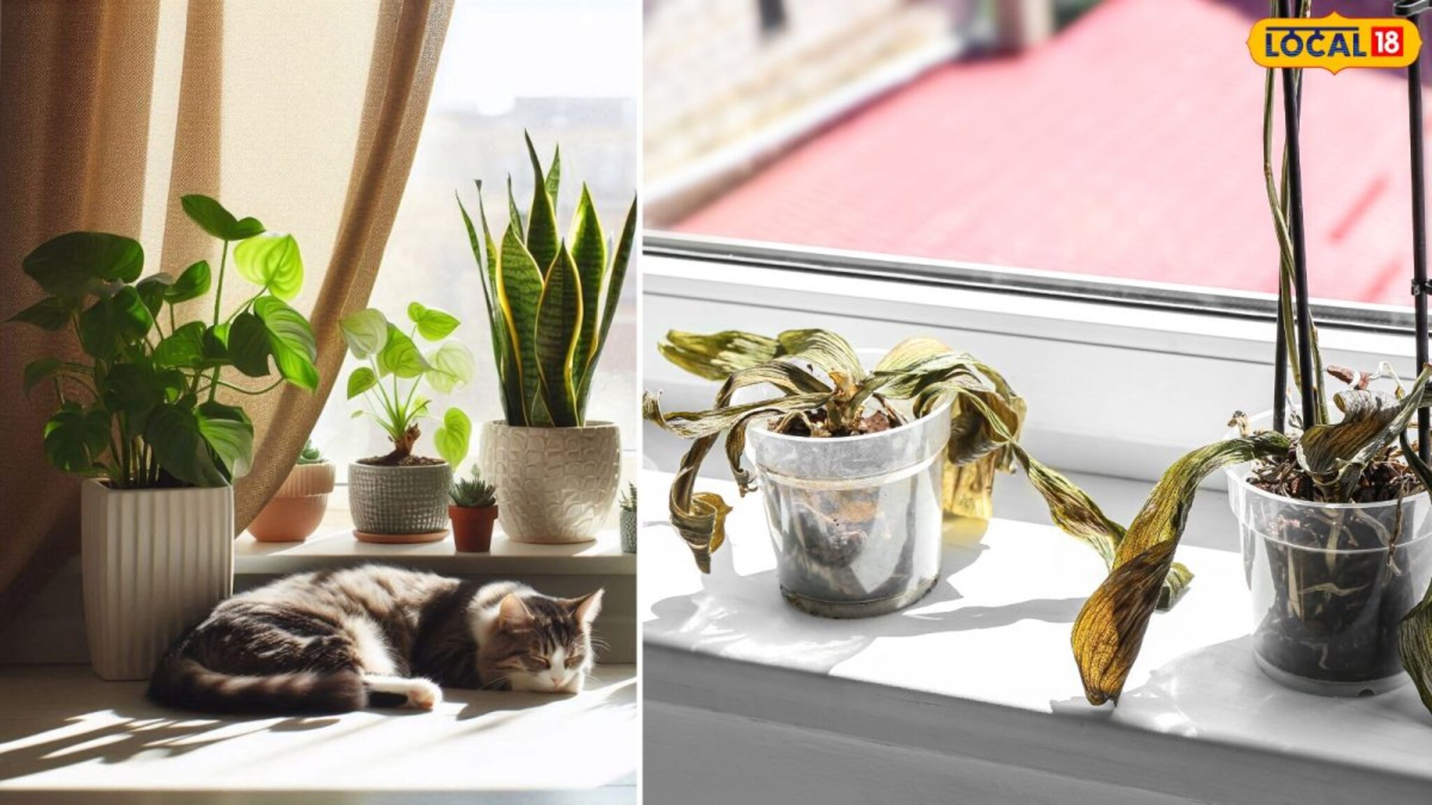 Gardening Tips : हिवाळ्यात रोपं अचानक कोमेजतायंत? 'या' 2 गोष्टींची काळजी घ्या, पुन्हा होतील हिरवीगार..