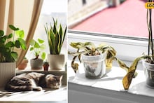 Gardening Tips : हिवाळ्यात रोपं अचानक कोमेजतायंत? 'या' 2 गोष्टींची काळजी घ्या, पुन्हा होतील हिरवीगार..