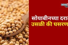 सोयाबीनच्या दरात उसळी की घसरण? बुधवारचे बाजार भाव काय?