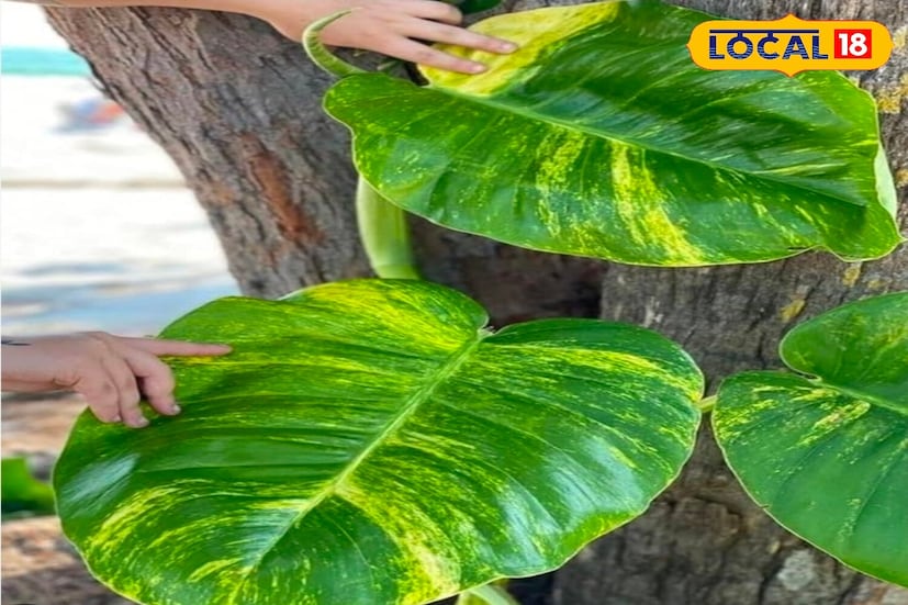 अनेक लोकांच्या घरात मनी प्लांट असतो. हे एक अशी वेल आहे, जी घराचे सौंदर्य वाढवते. संपत्ती आणि समृद्धीचे प्रतीक मानला जाते. ते घरात सकारात्मक ऊर्जा आणते, तापमान देखील संतुलित करते आणि हिवाळ्यात घरात आर्द्रता राखण्यास मदत करते. 