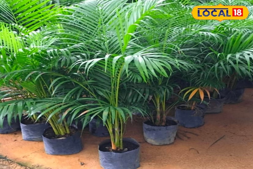 हिवाळ्याच्या काळात तुम्ही तुमच्या घराभोवती सुपारीचे झाड लावू शकता. ही वनस्पती त्याच्या पंखांच्या पानांसाठी आणि हवा शुद्ध करणाऱ्या गुणधर्मांसाठी ओळखली जाते. ते चांगल्या प्रकाशाच्या ठिकाणी ठेवा. ते हवेतील हानिकारक पदार्थ कमी करते आणि खोलीत ऑक्सिजनचे प्रमाण वाढवते. हिवाळ्यात ते खूप उपयुक्त आहे.