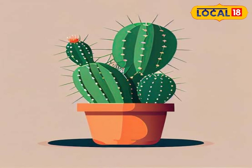 वास्तुशास्त्रानुसार, गुलाब वगळता काटेरी झाडे घरात ठेवू नयेत. कारण त्यांचे काटे घरातील सकारात्मक ऊर्जा रोखतात आणि तणाव वाढवतात. जर तुमच्या घरात किंवा ऑफिसमध्ये काटेरी रोपं असतील तर ती ताबडतोब काढून टाका.