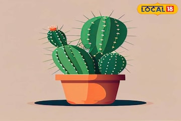 घरात सारखे वाद होतात, होणारी कामं बिघडतायंत! तुमच्या बाल्कनीत 'ही' रोपं नाही ना? घरात सारखे वाद होतात, होणारी कामं बिघडतायंत! तुमच्या बाल्कनीत 'ही' रोपं नाही ना?