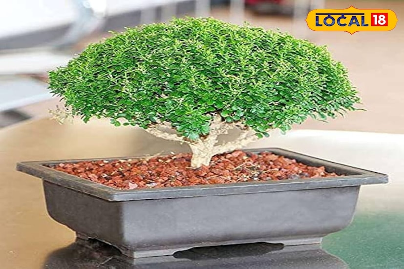 आजकाल लोक त्यांच्या घरात किंवा ऑफिसमध्ये सजावटीसाठी बोन्साय झाडे ठेवतात. परंतु वास्तुशास्त्रानुसार, ही वनस्पती प्रगतीला बाधा आणते. घरात ठेवणे अशुभ मानले जाते. वास्तुशास्त्रानुसार, बोन्साय झाडे अजिबात ठेवू नका. असे म्हटले जाते की, बोन्साय झाडे घरात नकारात्मक ऊर्जा आकर्षित करतात आणि सकारात्मक ऊर्जा बाहेर काढतात. म्हणून तुमच्या घरात किंवा ऑफिसमध्ये बोन्साय रोप ठेवणे टाळा.