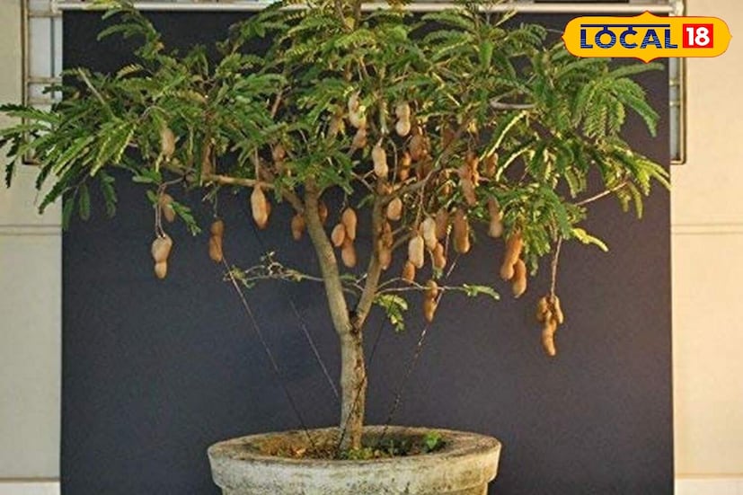 बरेच लोक त्यांच्या घरात चिंचेचे रोपे लावतात. चिंचेचे झाड सुंदर दिसत असले तरी नकारात्मक ऊर्जा नेहमीच त्याच्याभोवती राहते असे मानले जाते. म्हणून लोकांनी ते त्यांच्या घरात किंवा अंगणात लावणे टाळावे. तुमच्या घरात चिंचेचे झाड किंवा वनस्पती असेल तर ते ताबडतोब काढून टाका. ते तुमच्या प्रगतीत अडथळा आणू शकते.