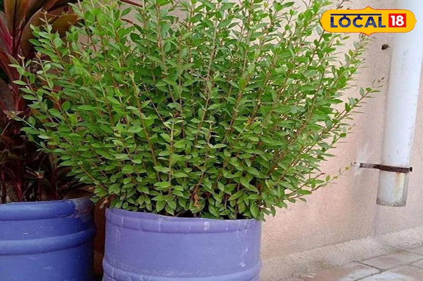 मेहंदीचे रोप किंवा मेहंदीचे रोप औषधीदृष्ट्या फायदेशीर आहे. परंतु वास्तुनुसार, ते घरात खूप अशुभ मानले जाते. ते अंगणात किंवा व्हरांड्यात लावणे चांगले मानले जात नाही. म्हणून घराच्या आत किंवा अंगणात कधीही कुंडीत मेहंदीचे रोप ठेवू नका. ते घराच्या उंबरठ्याबाहेर ठेवावे.