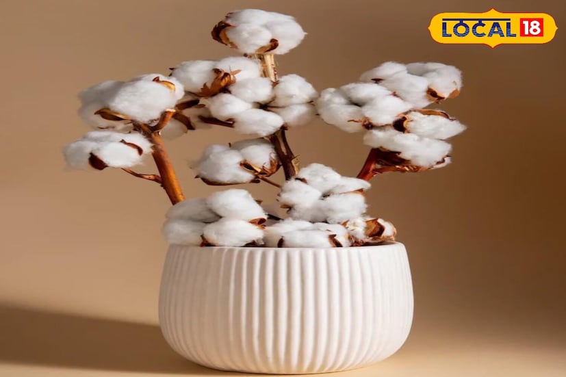 लोक त्यांच्या घराची सजावट आणि सौंदर्य वाढवण्यासाठी घराच्या आत कुंडीत कापसाचे रोपे लावतात. घराभोवती कापसाचे रोप, रश्मी कापूस आणि ताडाची झाडे लावणे अशुभ मानले जाते. याचा परिणाम घरात स्थिरता आणि समृद्धीवर होतो. याव्यतिरिक्त, हे रोप लावल्याने घरात नकारात्मक ऊर्जा वाढू शकते. यामुळे कायमचे दारिद्र्य येऊ शकते.