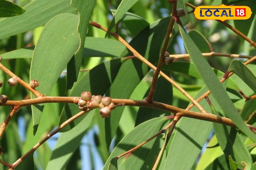 त्याच्या औषधी गुणधर्मांमुळे निलगिरी चहा न्यूमोनियाच्या लक्षणांपासून मुक्त होण्यास मदत करू शकतो. तो श्लेष्मा साफ करण्यास, श्वास घेण्यास सुलभ करण्यास आणि जळजळ कमी करण्यास मदत करतो. मात्र न्यूमोनिया हा एक गंभीर आजार आहे. म्हणून हा चहा फक्त घरगुती उपाय म्हणून वापरावा. जर तो डॉक्टरांच्या औषधांसह, सल्ल्यासह आणि पुरेशा विश्रांतीसह घेतला तर जलद सुधारणा दिसून येते.