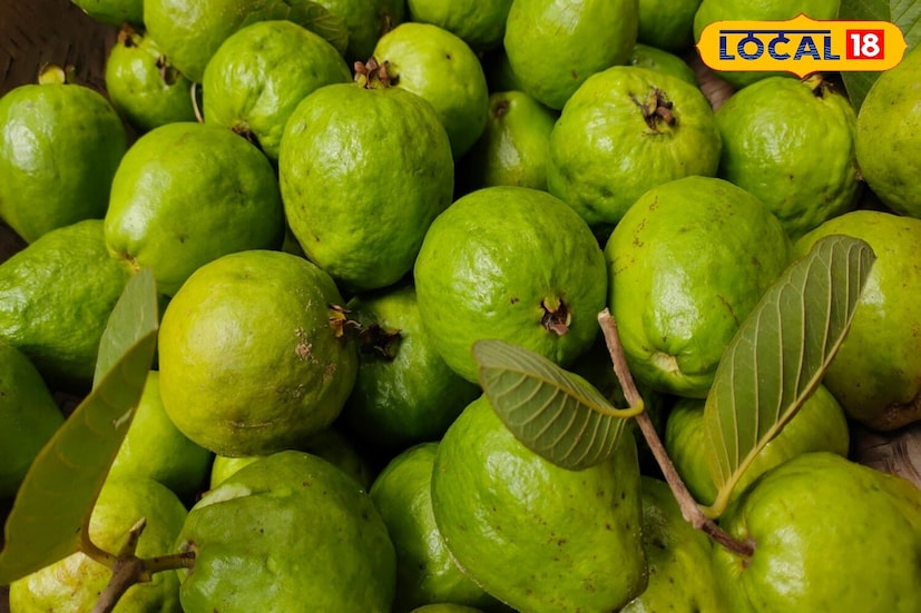 भाजलेला पेरू मधुमेहाने ग्रस्त असलेल्या लोकांसाठी देखील फायदेशीर आहे. त्यातील नैसर्गिक फायबर रक्तातील साखरेची पातळी नियंत्रित करण्यास मदत करते. वजन कमी करण्यास देखील ते उपयुक्त मानले जाते. कारण ते जास्त काळ पोट भरलेले ठेवते आणि अनावश्यक भूक कमी करते.