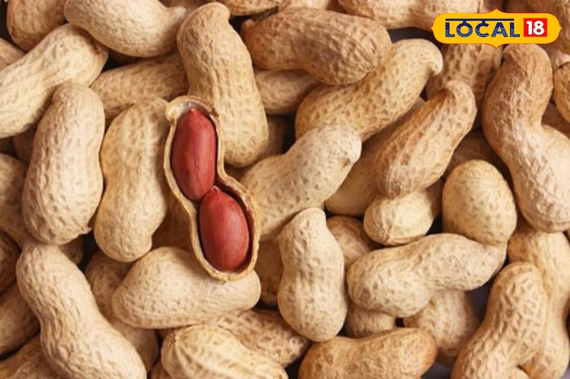 शेंगदाण्याचा अनेकदा गरिबांचे बदाम म्हटले जाते, परंतु त्यांचे पौष्टिक मूल्य महागड्या सुक्या मेव्यांपेक्षा कमी नाही. त्यामध्ये फायबर, प्रथिने आणि निरोगी चरबी भरपूर प्रमाणात असतात, जे रक्तातील साखरेची पातळी स्थिर करण्यास आणि अचानक खाण्याची इच्छा कमी करण्यास मदत करतात. आरोग्य तज्ञांच्या मते, जेवणापूर्वी सुमारे 35 ग्रॅम शेंगदाणे खाल्ल्याने कॅलरीजचे सेवन नियंत्रित होण्यास आणि वजन कमी करण्यास मदत होते.