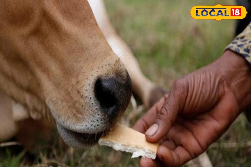 महंत स्वामी कामेश्वरानंद वेदांताचार्य यांच्या मते, पोळपाट आणि बेलन्याने बनवलेली पहिली चपाती नेहमी गायीला खायला द्यावी. त्यात 33 कोटी देवतांची ऊर्जा असते. यामुळे पितृदोष, राहू आणि केतूचे परिणाम शांत होतात.