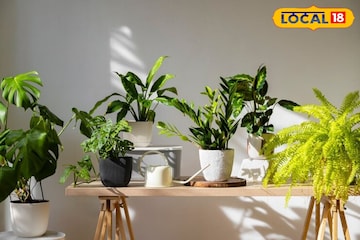 हिवाळ्यात रोपं अचानक कोमेजतायंत? या गोष्टींची काळजी घ्या, पुन्हा होतील हिरवीगार हिवाळ्यात रोपं अचानक कोमेजतायंत? या गोष्टींची काळजी घ्या, पुन्हा होतील हिरवीगार