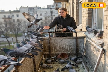 कबुतरांचा उपद्रव वाढलाय? 'या' ट्रिक्स वापरा, राहतील दूर; गॅलरी राहील स्वच्छ कबुतरांचा उपद्रव वाढलाय? 'या' ट्रिक्स वापरा, राहतील दूर; गॅलरी राहील स्वच्छ
