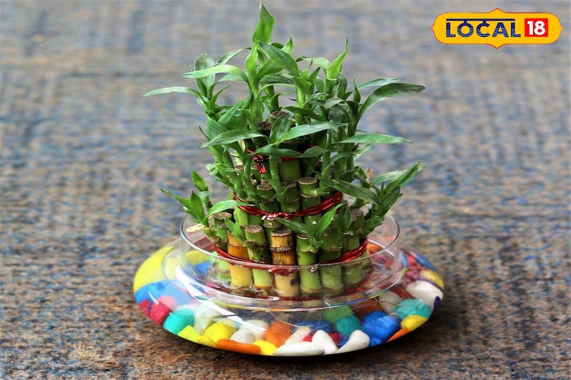 माती किंवा पाण्यात बांबू ट्री वाढवणे सोपे आहे. परंतु योग्य काळजी घेणे आवश्यक आहे. पाणी स्वच्छ आणि ताजे असावे. दर 6-7 दिवसांनी ते बदला आणि मुळे धुवा. रोपाला पुरेसा प्रकाश मिळाला पाहिजे परंतु थेट सूर्यप्रकाश मिळू नये आणि तापमान 18-32 अंश सेल्सिअस दरम्यान राखले पाहिजे. मुळे आणि पाने नियमितपणे तपासा आणि आवश्यकतेनुसार पातळ केलेले NPK खत द्या. झाडाला हवेशीर जागेत ठेवा, पाने आणि कुंडी वेळोवेळी फिरवा.