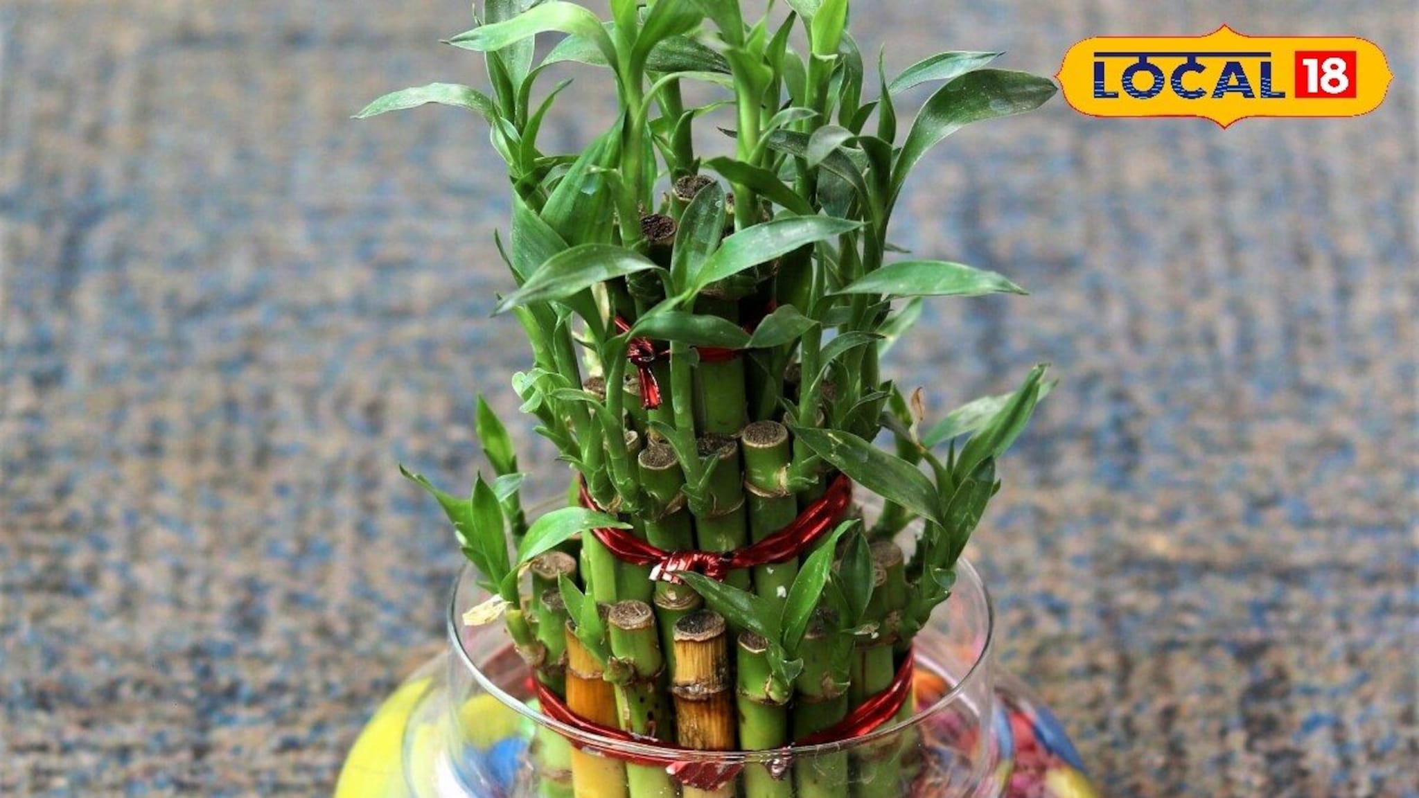 Gardening Tips : घरातील बांबू ट्रीची पानं पिवळा पडतायंत? हे सोपे उपाय पुन्हा बनवतील हिरवीगार