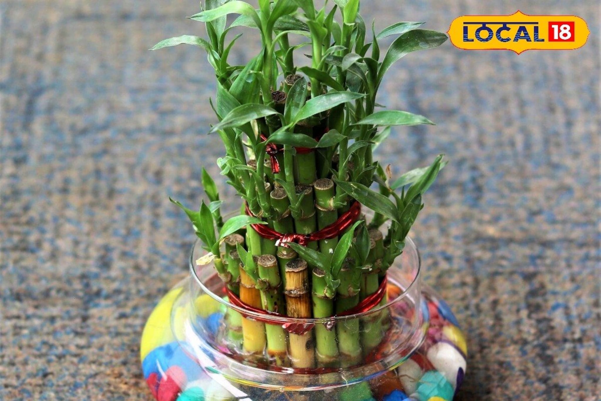 घरातील बांबू ट्रीची पानं पिवळा पडतायंत? हे सोपे उपाय पुन्हा बनवतील हिरवीगार