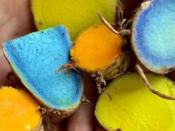 ब्लू हळद काय असते? आरोग्यासाठी संजीवनी असणाऱ्या हळदीचे फायदे वाचून थक्क व्हाल!