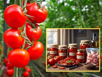 'या' पद्धतीने साठवाल तर महिनाभर टिकतील टोमॅटो! एका ट्रिकने वाचेल तुमचा खर्च-वेळ