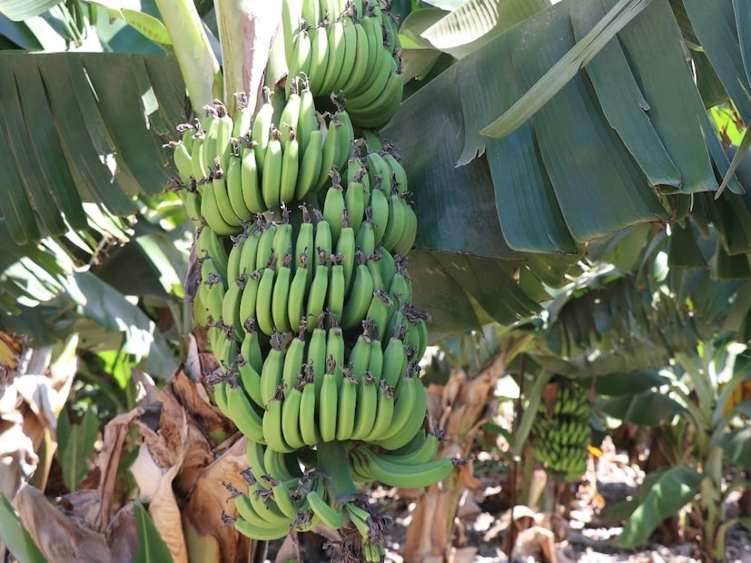 5 दिवसांत नैसर्गिक, केमिकल-रहित केळी तयार : सुमारे 5 दिवसांत तुमची 12 नैसर्गिक, रसायनमुक्त, चविष्ट आणि पूर्णपणे पिकलेली केळी तयार होतात. या पद्धतीने पिकवलेली केळी अधिक गोड, पोषणमूल्यांनी समृद्ध आणि आरोग्यदायी असतात. बाजारातील कृत्रिमरीत्या पिकवलेल्या केळ्यांपेक्षा यांचा स्वादही चांगला वाटतो.