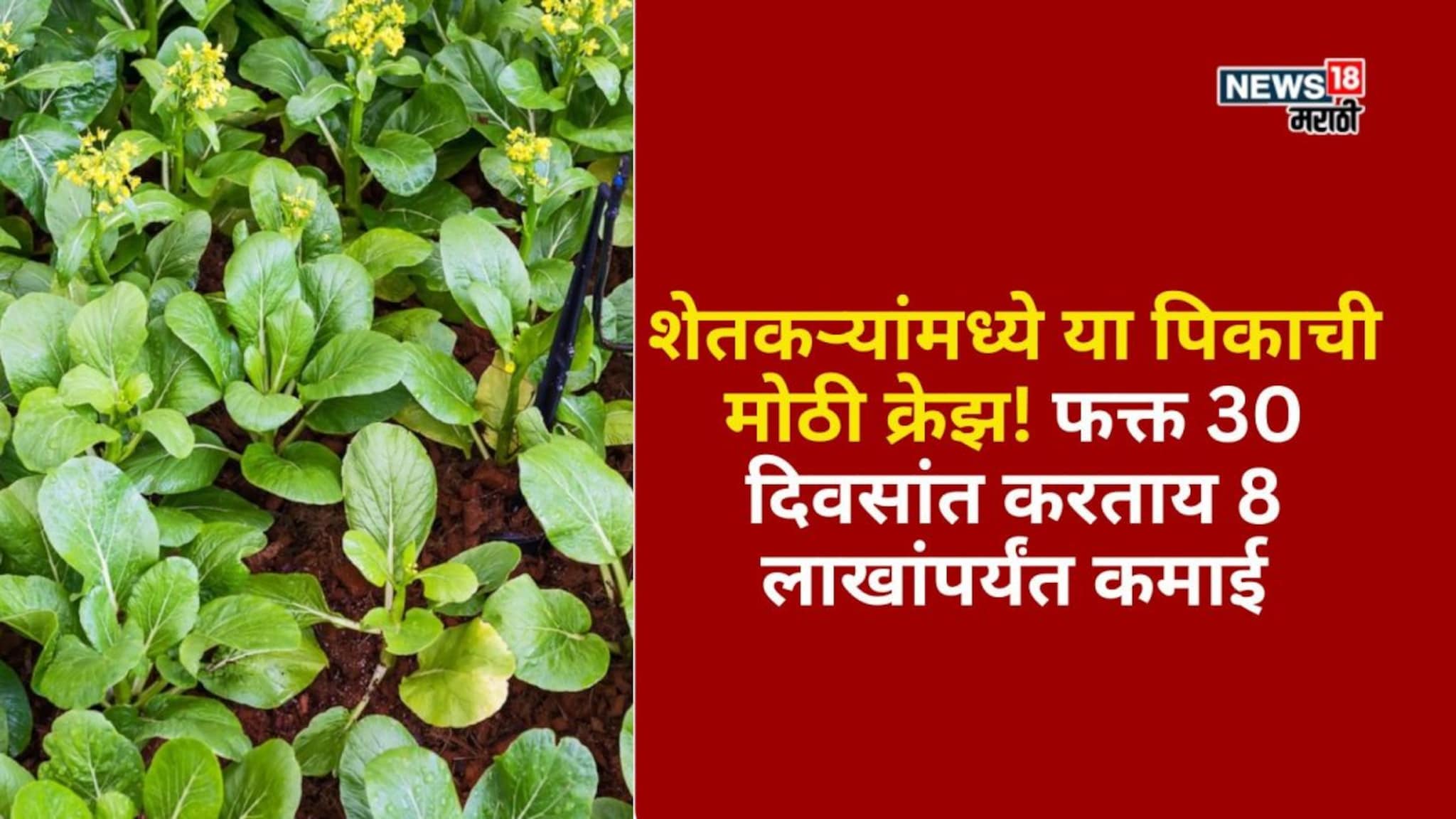 शेतकऱ्यांमध्ये या पिकाची मोठी क्रेझ! फक्त 30 दिवसांत करताय 8 लाखांपर्यंत कमाई