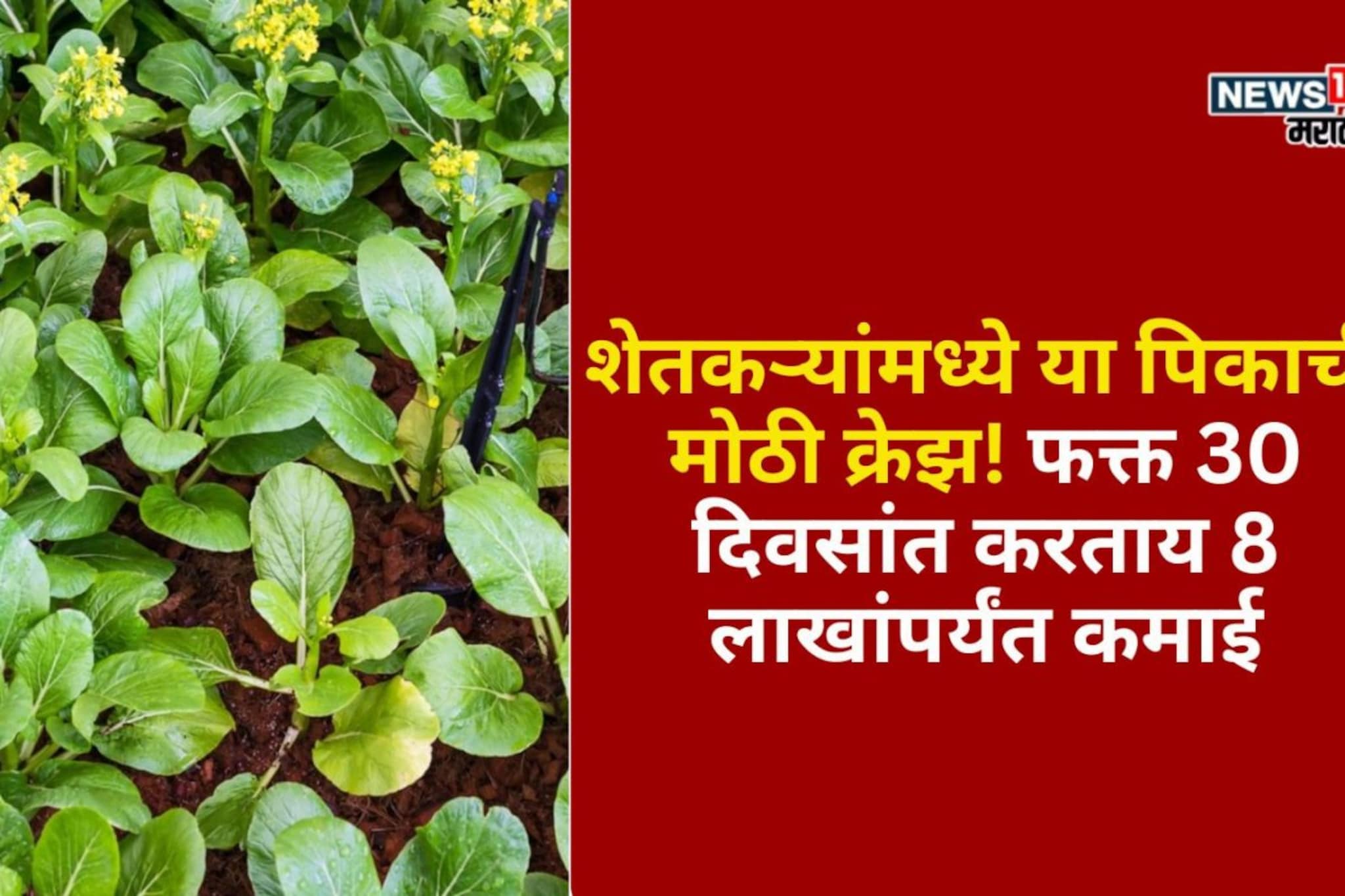 शेतकऱ्यांमध्ये या पिकाची मोठी क्रेझ! फक्त 30 दिवसांत करताय 8 लाखांपर्यंत कमाई