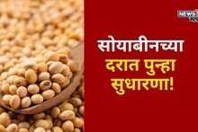 सोयाबीनच्या दरात पुन्हा सुधारणा! डिसेंबरच्या शेवटच्या 10 दिवसांत दर वाढणार का?