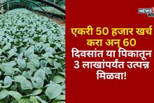 कांदे वांग्याच्या नादी लागू नका! एकरी 50 हजार खर्च करा अन् 60 दिवसांत या पिकातून 3 लाखांपर्यंत उत्पन्न मिळवा