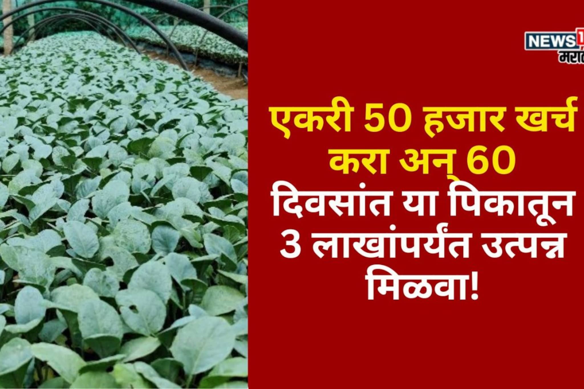 एकरी 50 हजार खर्च करा अन् 60 दिवसांत या पिकातून 3 लाखांपर्यंत उत्पन्न मिळवा