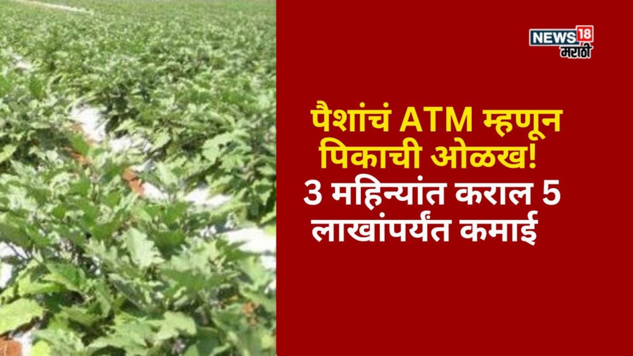 पैशांचं ATM म्हणून पिकाची ओळख! 3 महिन्यांत एक एकरात कराल  5 लाखांपर्यंत कमाई