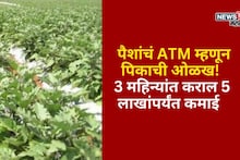पैशांचं ATM म्हणून पिकाची ओळख! 3 महिन्यांत एक एकरात कराल  5 लाखांपर्यंत कमाई