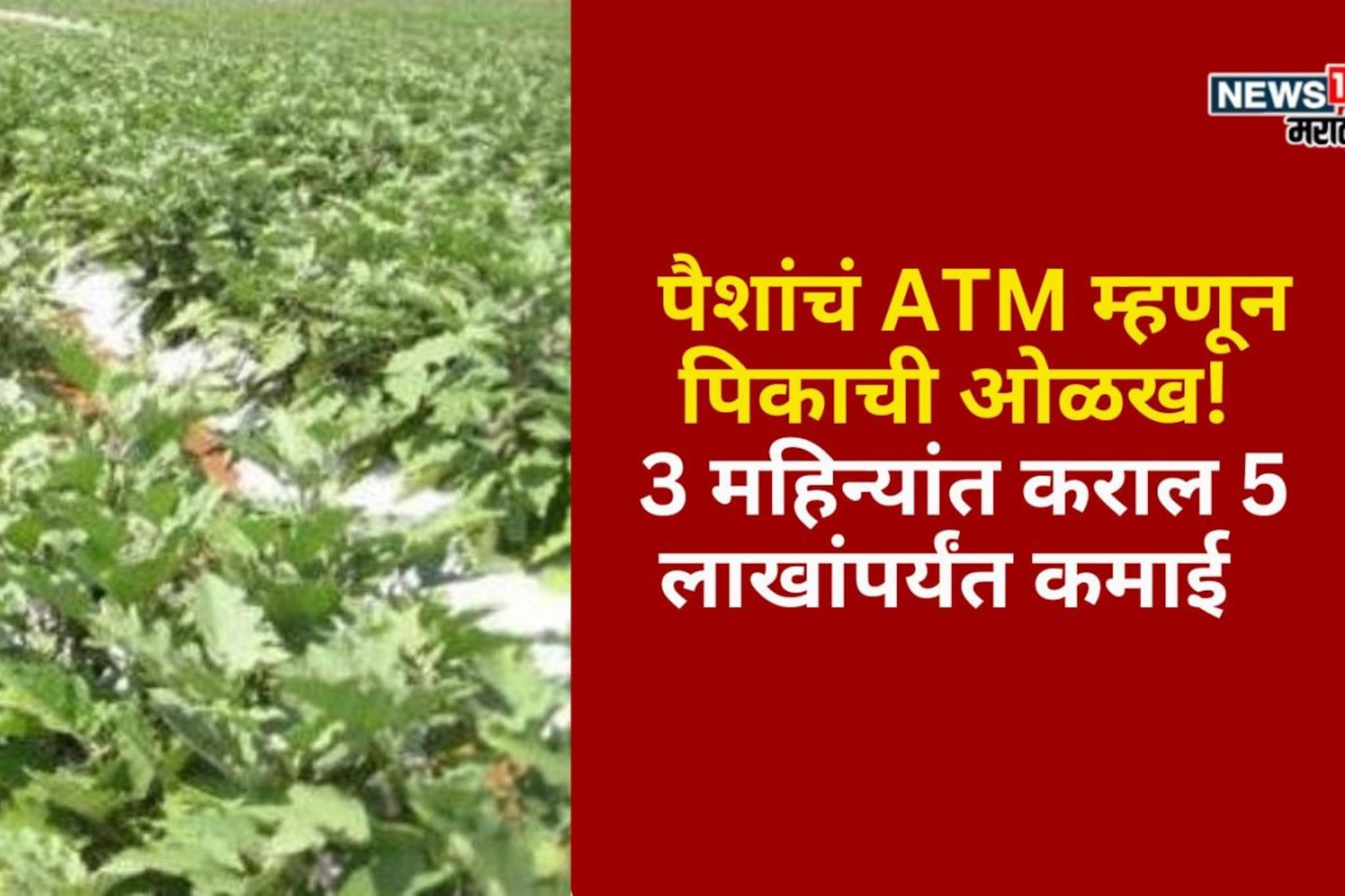 पैशांचं ATM म्हणून पिकाची ओळख! 3 महिन्यांत एक एकरात कराल  5 लाखांपर्यंत कमाई