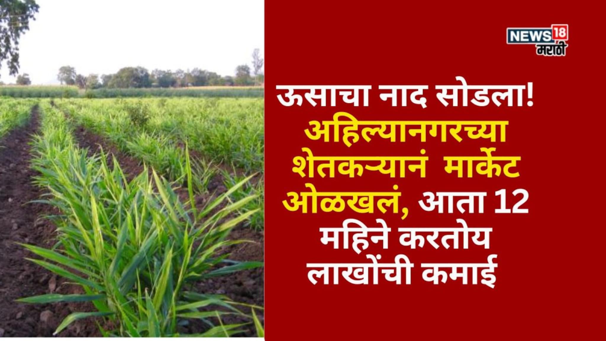 ऊसाचा नाद सोडला! अहिल्यानगरच्या शेतकऱ्यानं ओळखलं मार्केट,करतोय लाखोंची कमाई