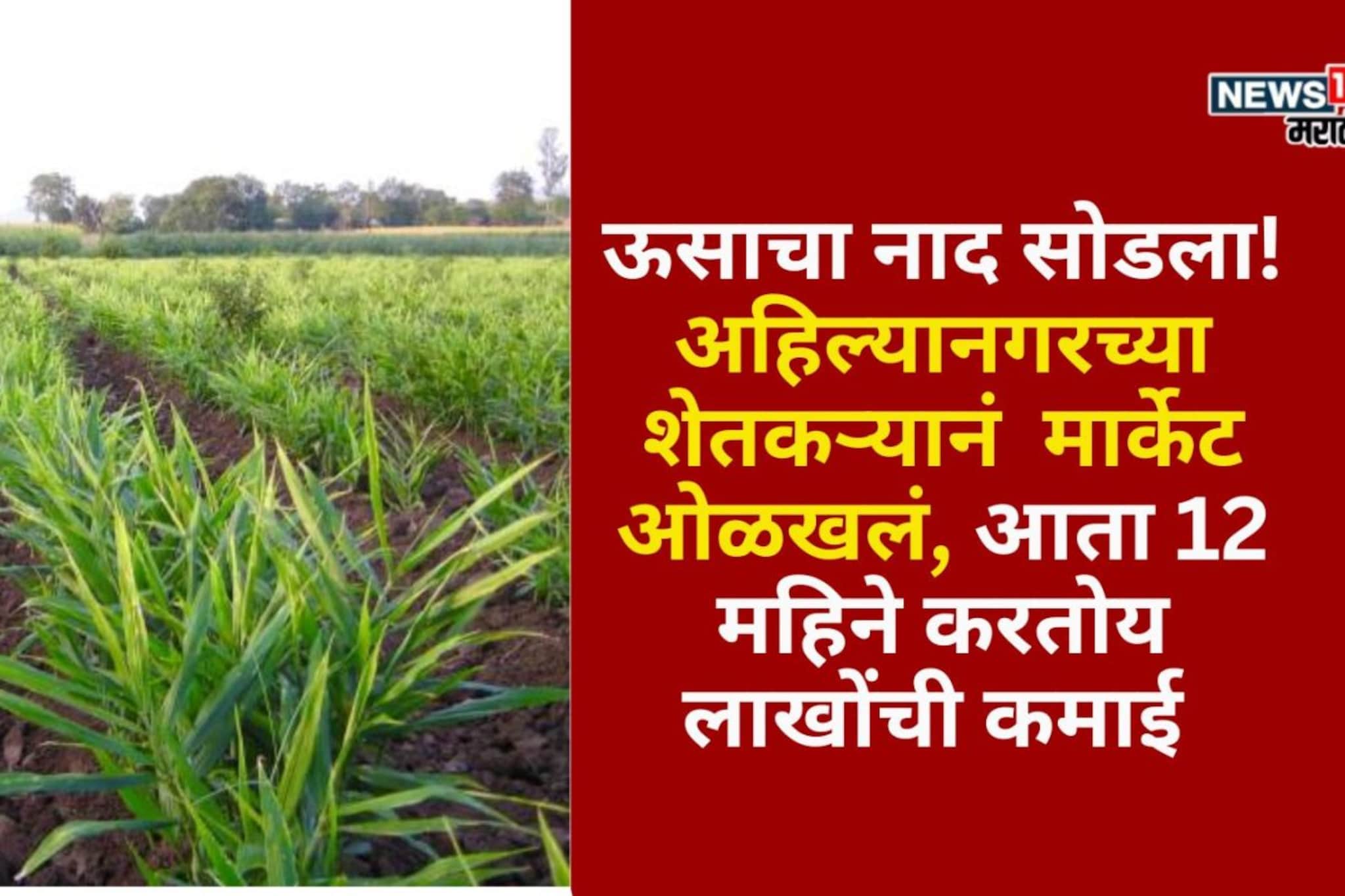 ऊसाचा नाद सोडला! अहिल्यानगरच्या शेतकऱ्यानं ओळखलं मार्केट,करतोय लाखोंची कमाई