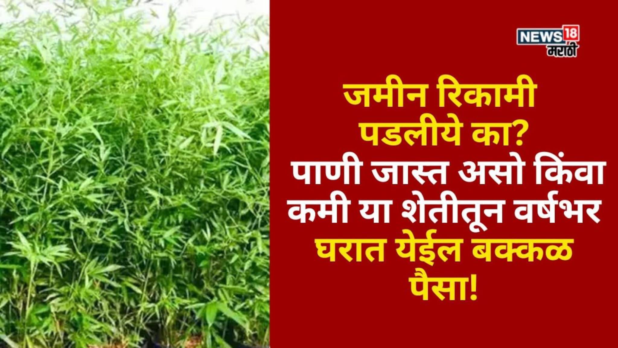 गावाकडे जमीन रिकामी पडलीये का? मग हे पीक लावाच, वर्षभर घरात येईल बक्कळ पैसा