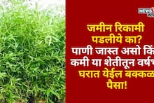 गावाकडे जमीन रिकामी पडलीये का? मग हे पीक लावाच, पाणी असो किंवा दुष्काळ वर्षभर घरात येईल बक्कळ पैसा
