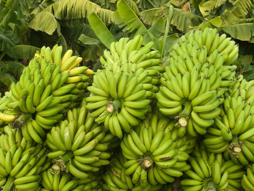 3-4 दिवसांत होतात परिपूर्ण पिकलेली केळी : यानंतर केळी 3 ते 4 दिवस तसेच ठेवून द्या. साधारणत: 4 दिवसांत केळी सुंदर पिवळी आणि योग्य प्रमाणात मऊ होतात. जर चौथ्या दिवशी केळी पूर्णपणे पिकली नसतील, तर एक दिवस अधिक ठेवू शकता. नैसर्गिकरित्या पिकल्यामुळे त्यांचा स्वाद अधिक गोड आणि सुटसुटीत राहतो.