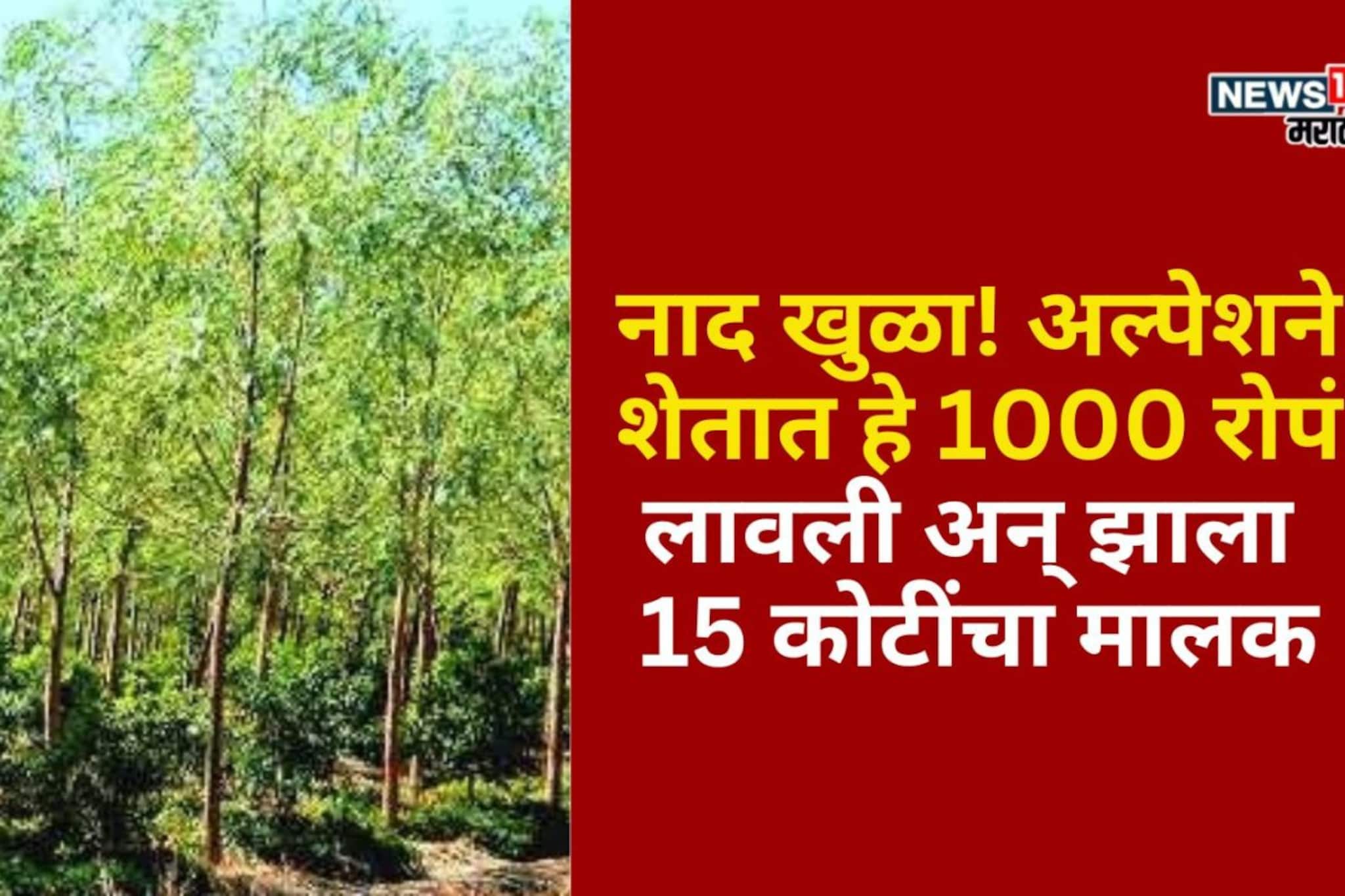 नाद खुळा! अल्पेशने शेतात हे 1000 रोपं लावली अन् झाला 15 कोटींचा मालक