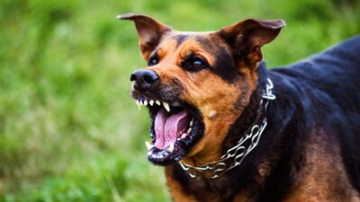 Bhiwandi: 5-year-old Rahil Riyaz Shaikh dies after stray dog bite; family blames negligence.