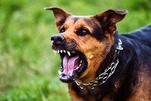 Bhiwandi News: भटक्या कुत्र्याने चाव्यामुळे 5 वर्षांच्या चिमुकल्याचा तडफडून मृत्यू, भिवंडीमध्ये खळबळ