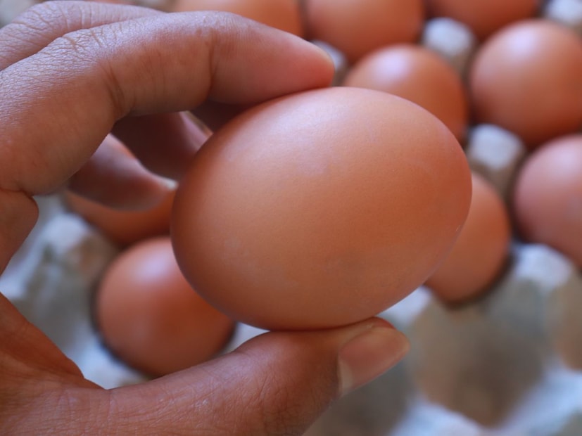 अंडी कशी खराब होतात : साल्मोनेला बॅक्टेरियामुळे अंडी खराब होतात, जे अन्नातून विषबाधा निर्माण करणारे तेच बॅक्टेरिया आहेत. हे बॅक्टेरिया जितक्या वेगाने वाढतात तितक्या लवकर अंडी खराब होते. 