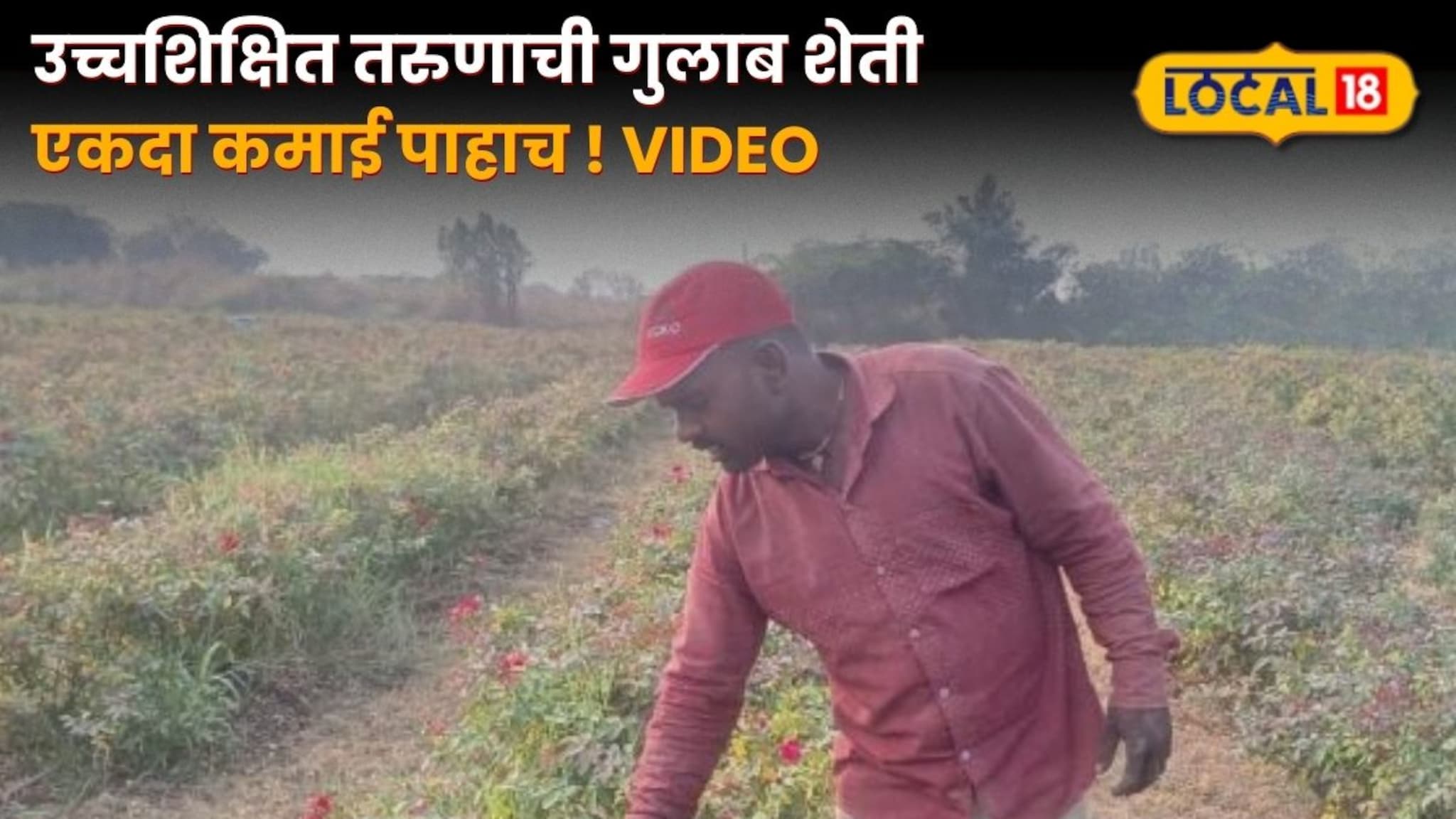Rose Farming Business : उच्चशिक्षित तरुणाची गुलाब शेती भारी, एक निर्णयाने पालटलं नशीब, कमाई तर पाहाच