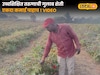 Rose Farming Business : उच्चशिक्षित तरुणाची गुलाब शेती भारी, एक निर्णयाने पालटलं नशीब, कमाई तर पाहाच