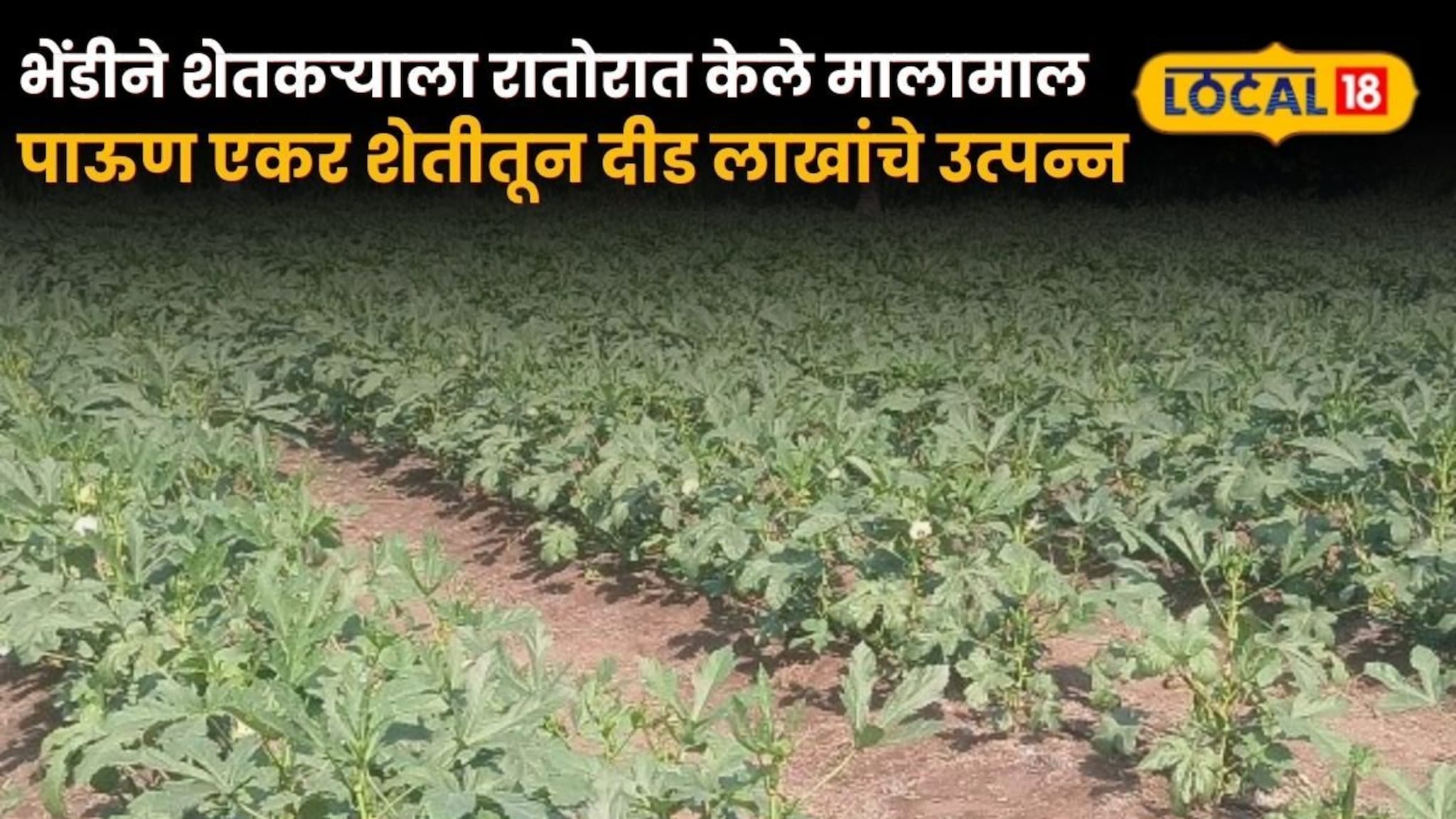 Success Story: भेंडीने शेतकऱ्याला रातोरात केले मालामाल, पाऊण एकर शेतीतून दीड लाखांचे उत्पन्न