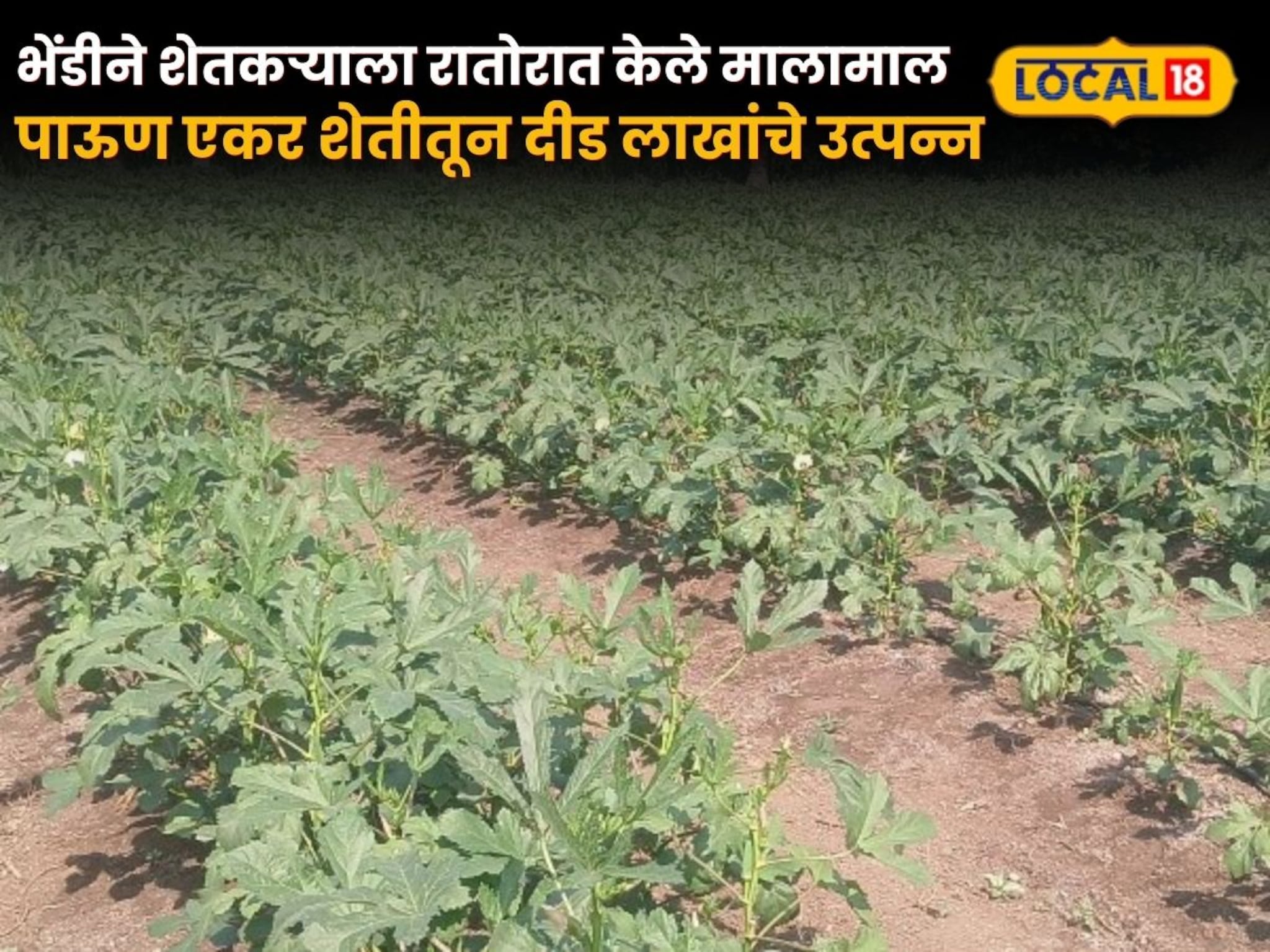 Success Story: भेंडीने शेतकऱ्याला रातोरात केले मालामाल, पाऊण एकर शेतीतून दीड लाखांचे उत्पन्न
