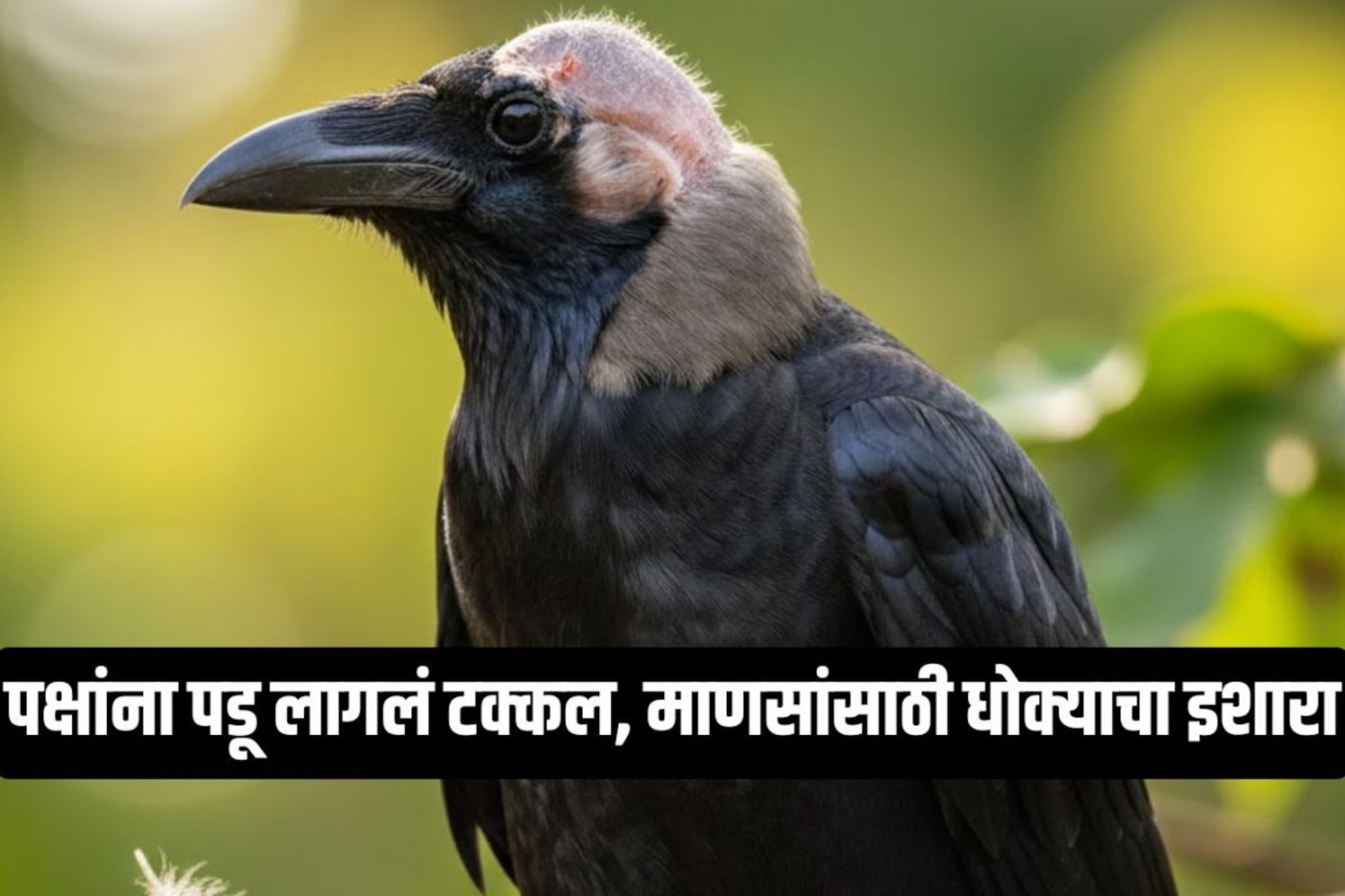 माणसांप्रमाणे पक्ष्यांनाही पडतं टक्कल? रिसर्चमधून जे समोर आलं ते ऐकून बसेल धक्का माणसांप्रमाणे पक्ष्यांनाही पडतं टक्कल? रिसर्चमधून जे समोर आलं ते ऐकून बसेल धक्का