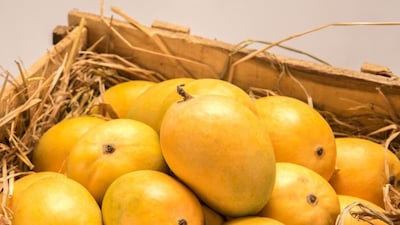 Konkan vs. Gujarat: Hapus Mango GI Tag Battle Heats Up