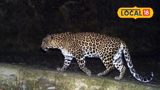 Badlapur Leopard News Badlapur Leopard News