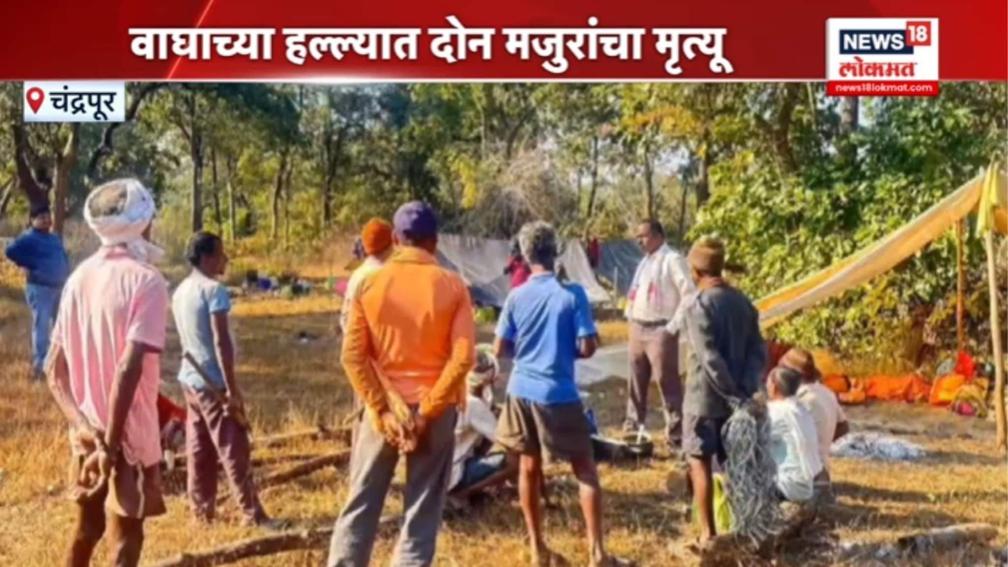 चंद्रपूरमध्ये वाघाच्या हल्ल्यात 2 मजुरांचा मृत्यू,VIDEO