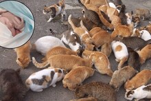 'या' गावात 30 वर्षांनी जन्माला आलं माणसाचं बाळ, राहत होत्या सगळ्या मांजरीच