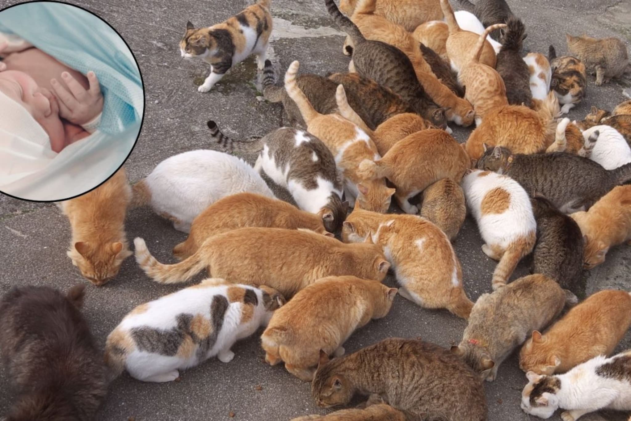 'या' गावात 30 वर्षांनी जन्माला आलं माणसाचं बाळ, राहत होत्या सगळ्या मांजरीच